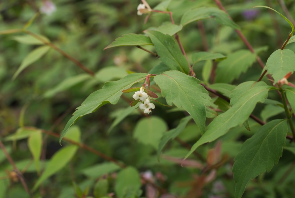 Abelia coreana