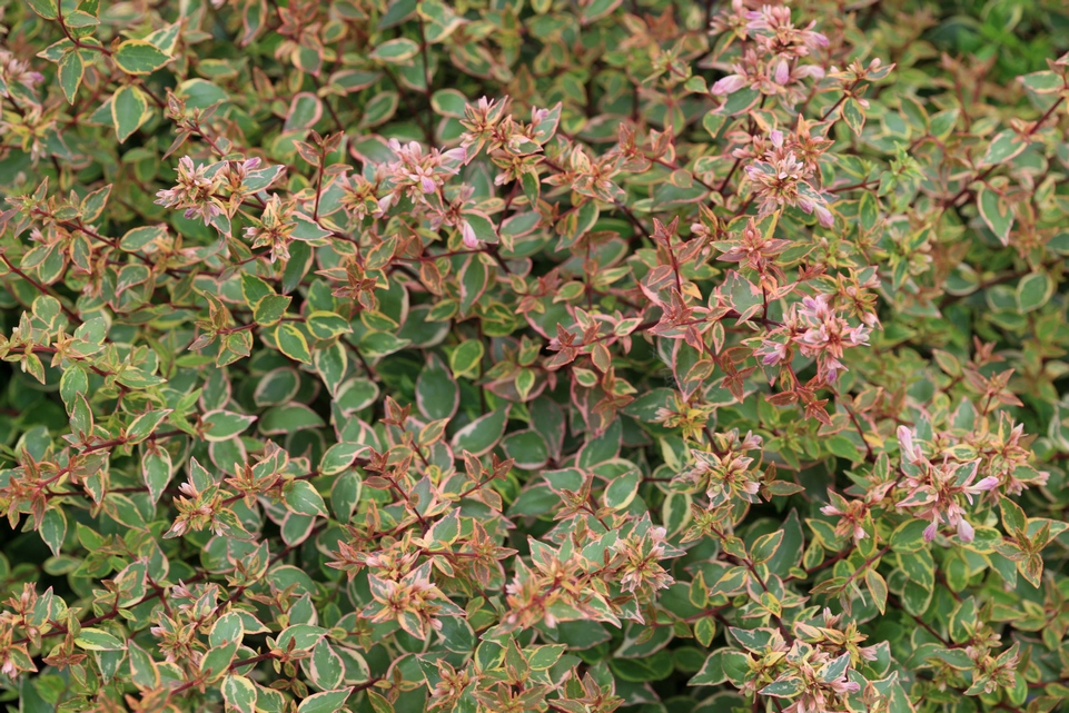 Abelia grandiflora 'Abelops' (SUNSHINE DAYDREAM)