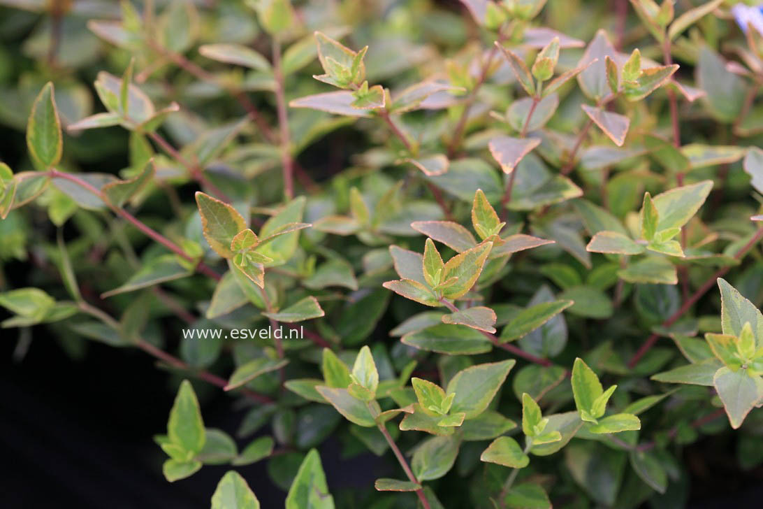 Abelia grandiflora 'Abelops02' (MYSTIC DAYDREAM)