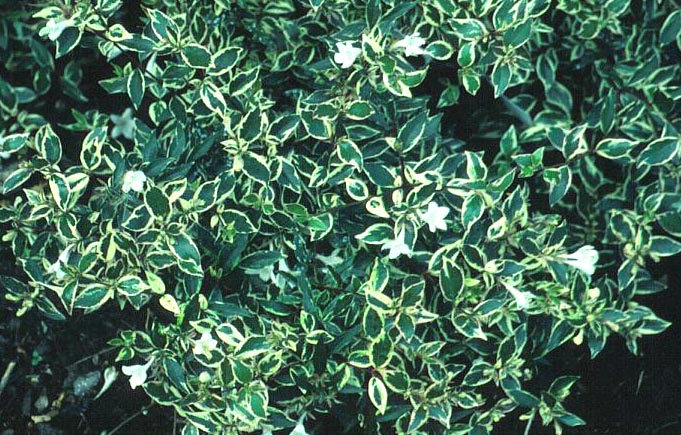 Abelia grandiflora 'Conti' (CONFETTI)