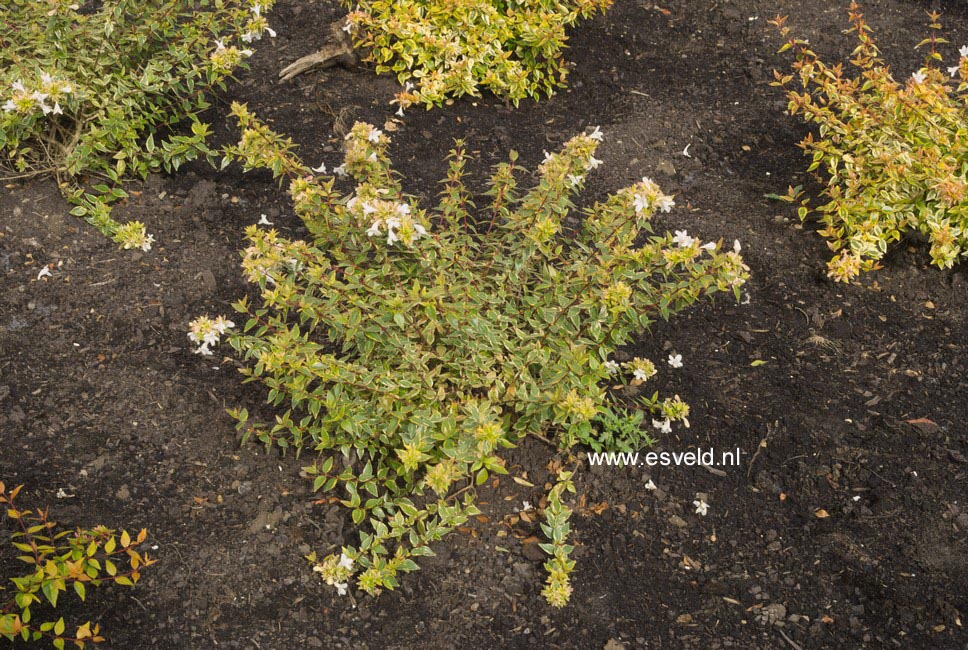 Abelia grandiflora 'Happy Daydream'