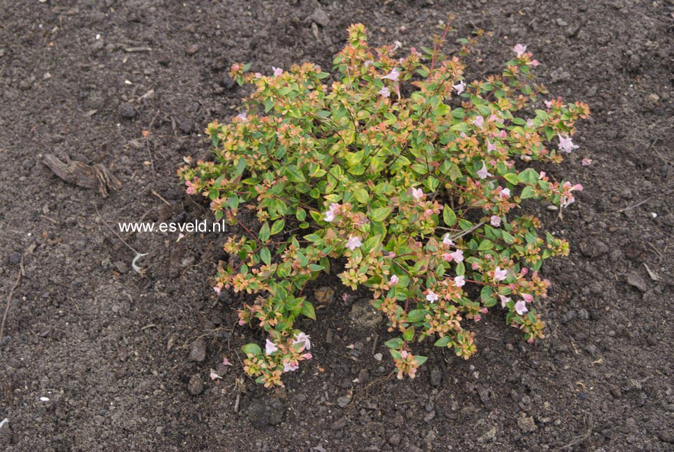 Abelia grandiflora 'Minedward' (PETITE GARDEN)