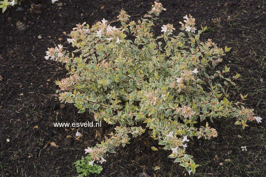 Abelia grandiflora 'Sparkling Silver'