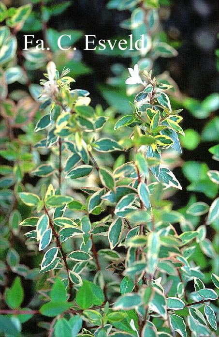 Abelia grandiflora 'Sunrise'