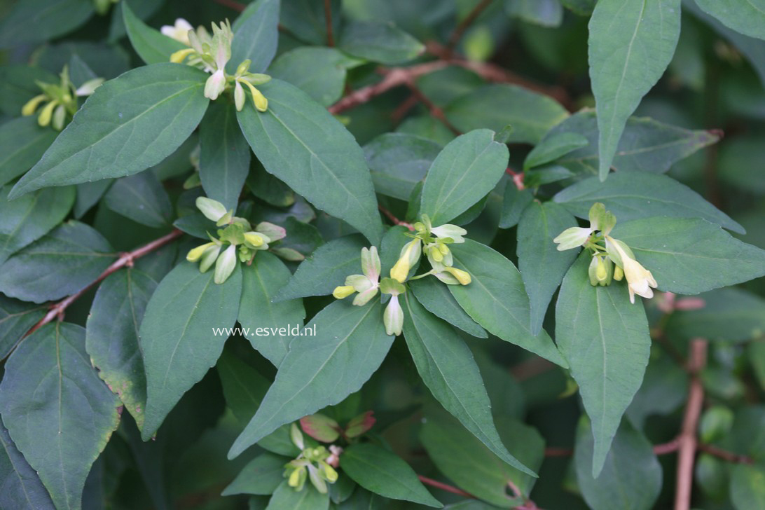 Abelia tetrasepala