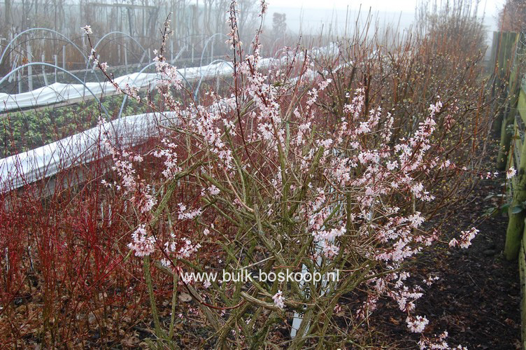 Abeliophyllum distichum 'Roseum'