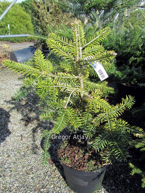 Abies cephalonica 'Barabit's Gold'