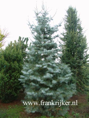 Abies concolor 'Argentea'