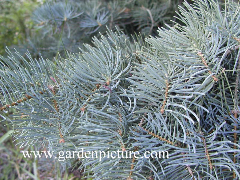 Abies concolor lowiana