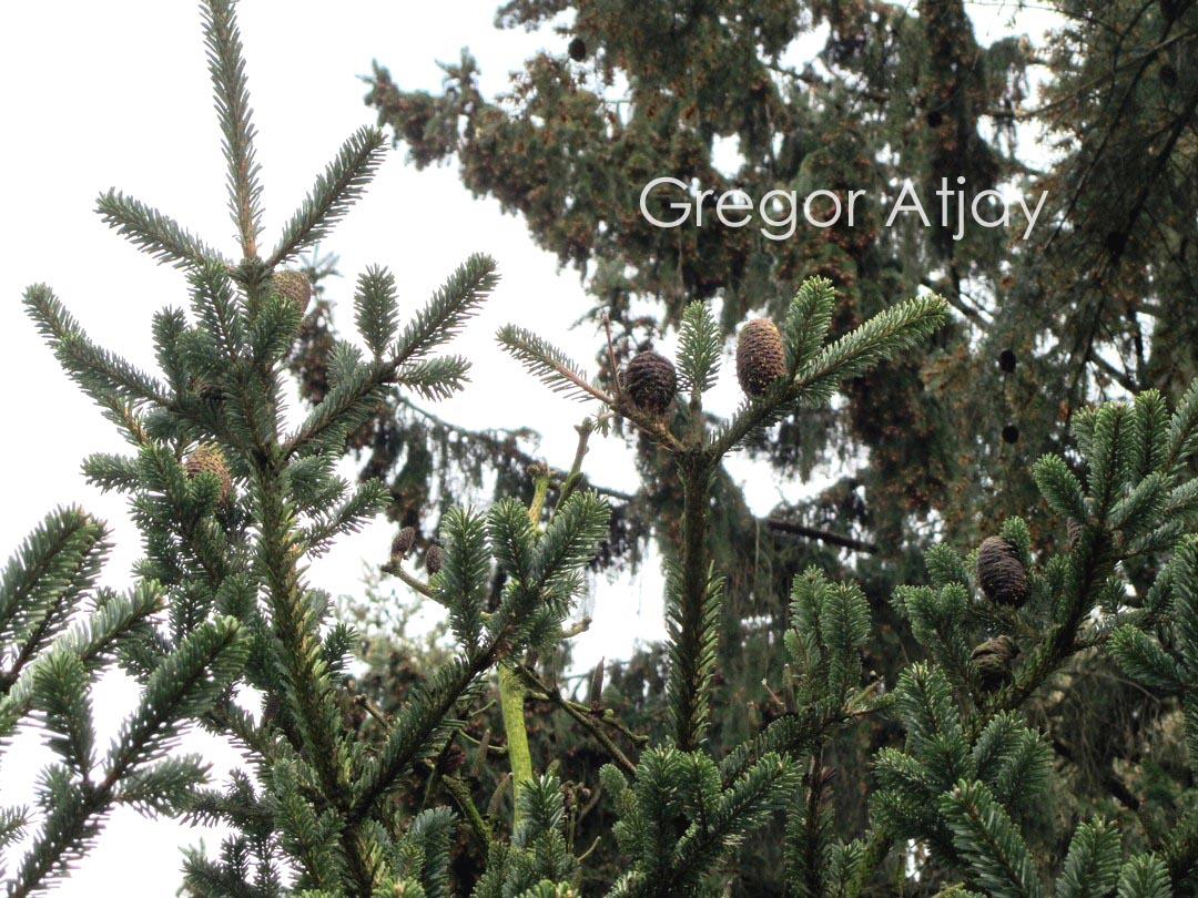 Abies delavayi
