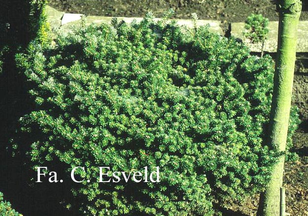 Abies koreana 'Silberperle'