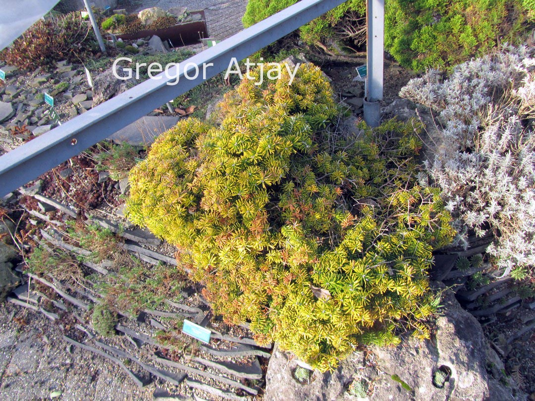 Abies koreana 'Tundra'