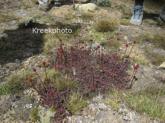 Acaena saccaticupula