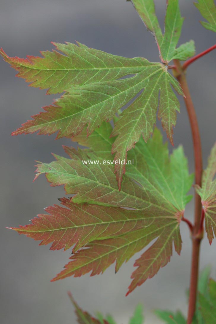 Acer 'Asian Flame'