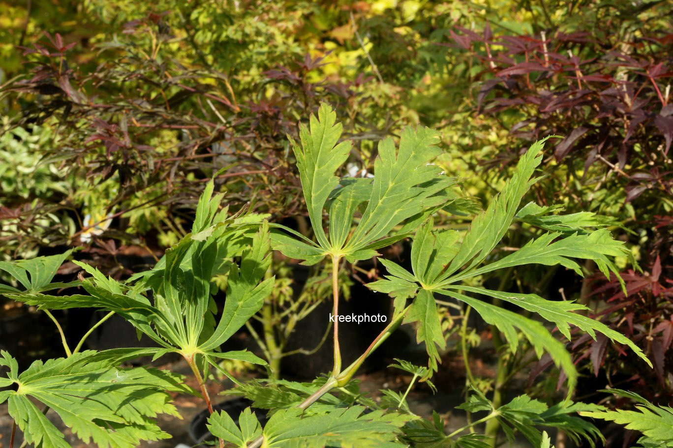 Acer 'Longwood'