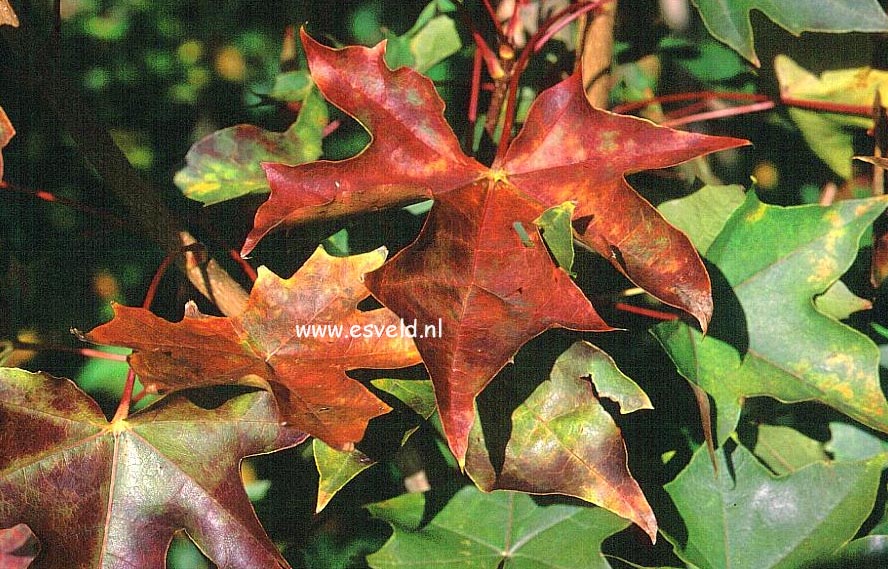 Acer 'Warrenred' (PACIFIC SUNSET)