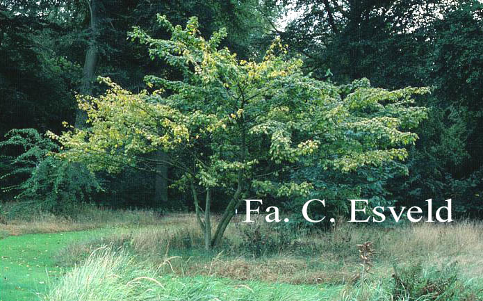 Acer argutum