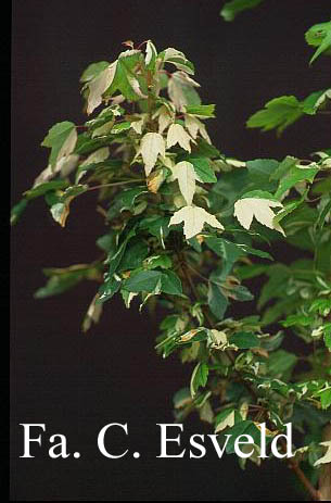 Acer buergerianum 'Goshiki-kaede'
