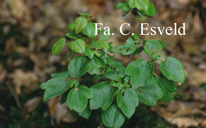 Acer buergerianum 'Kifu nishiki'