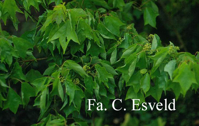 Acer buergerianum 'Mitsubatoh-kaede'