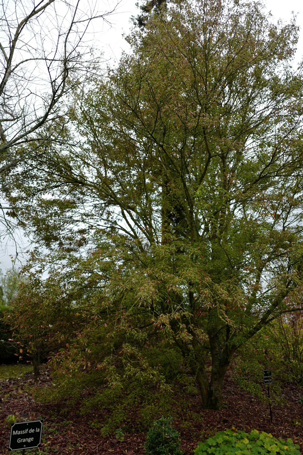 Acer buergerianum 'Naruto'