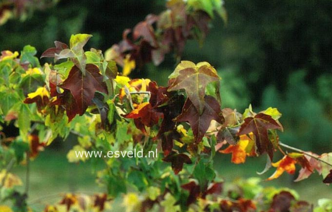 Acer buergerianum 'Papageno'