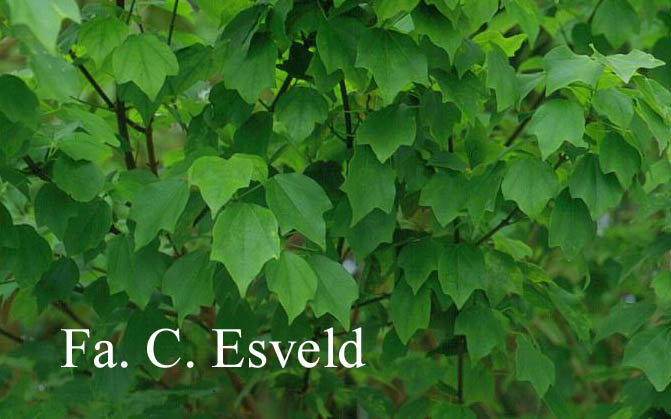 Acer buergerianum 'Subintegrum'