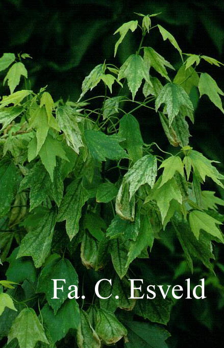 Acer buergerianum 'Wakoh nishiki'