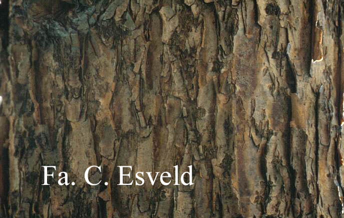 Acer caesium ssp. giraldii