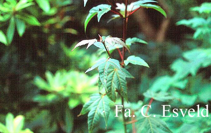 Acer campbellii fansipanense