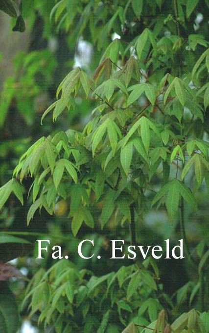 Acer campbellii ssp. flabellatum