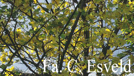 Acer campestre 'Austriacum'