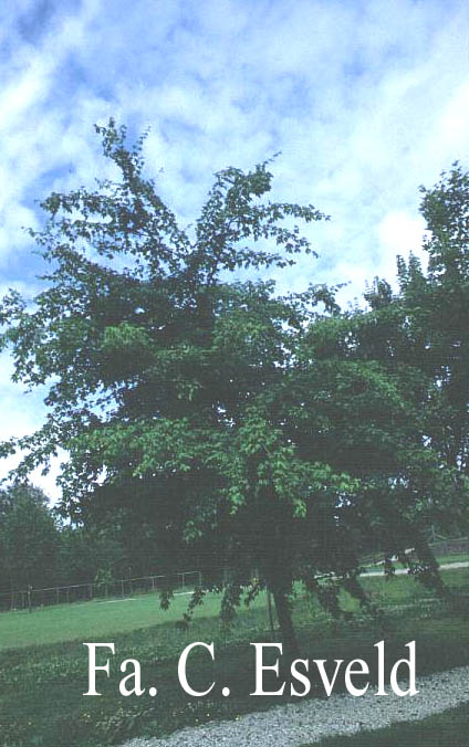 Acer campestre 'Green Weeping'