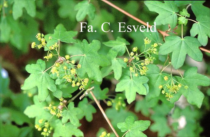 Acer campestre 'Red Noses'