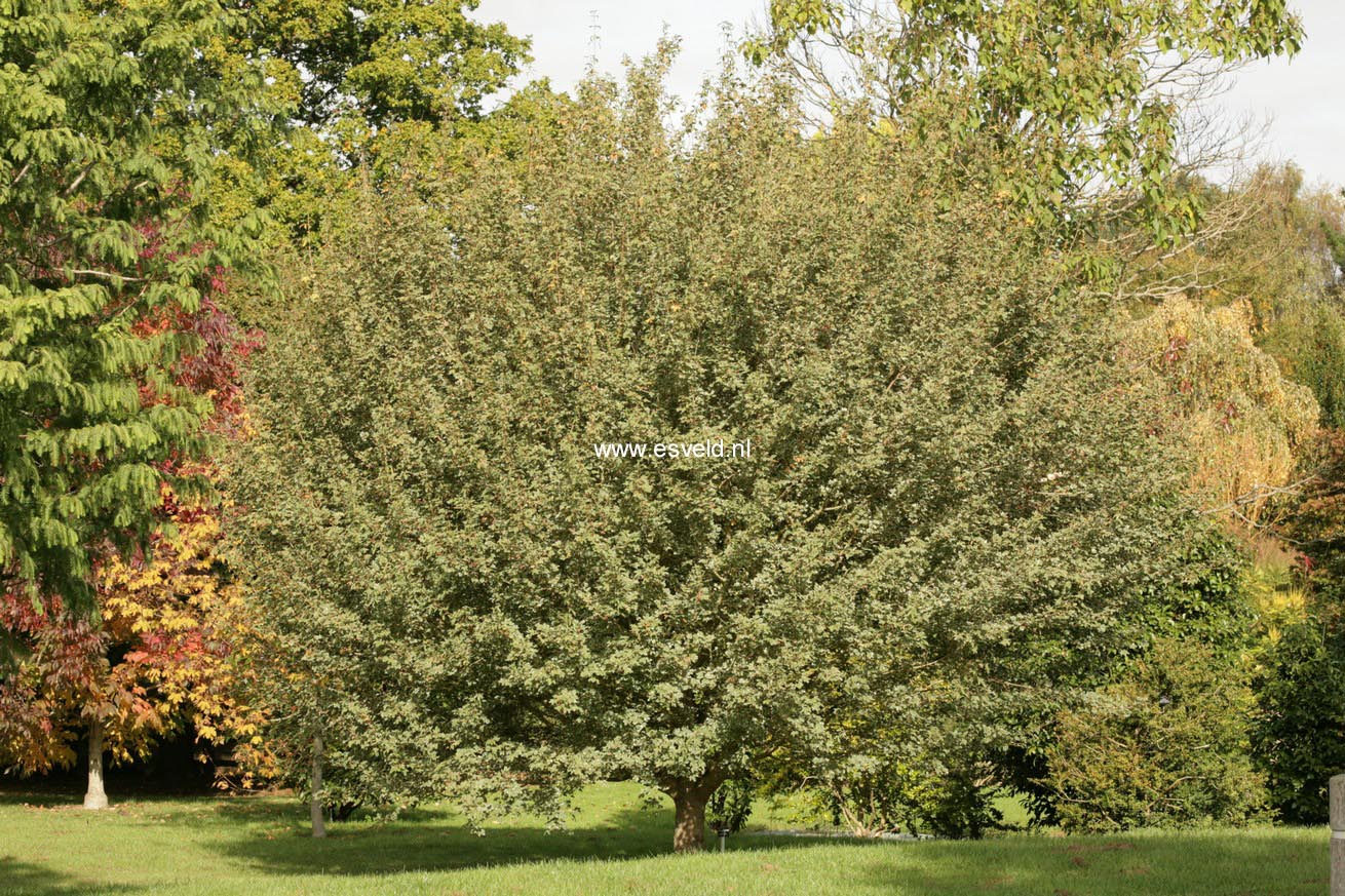 Acer campestre 'Silver Celebration'
