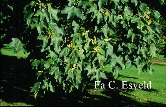 Acer campestre 'Tauricum'