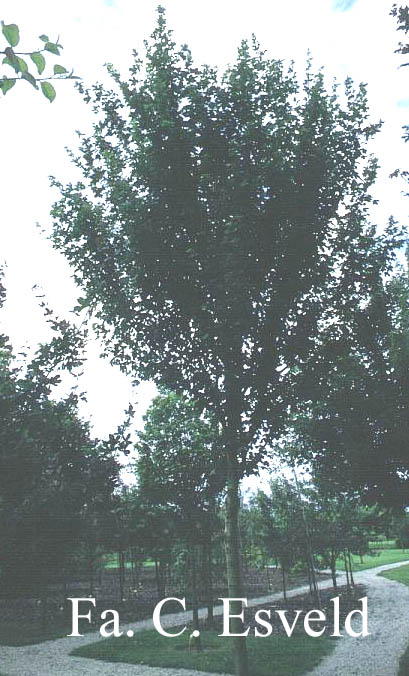 Acer campestre 'Zorgvlied'