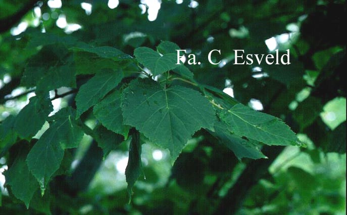 Acer capillipes 'Gimborn'
