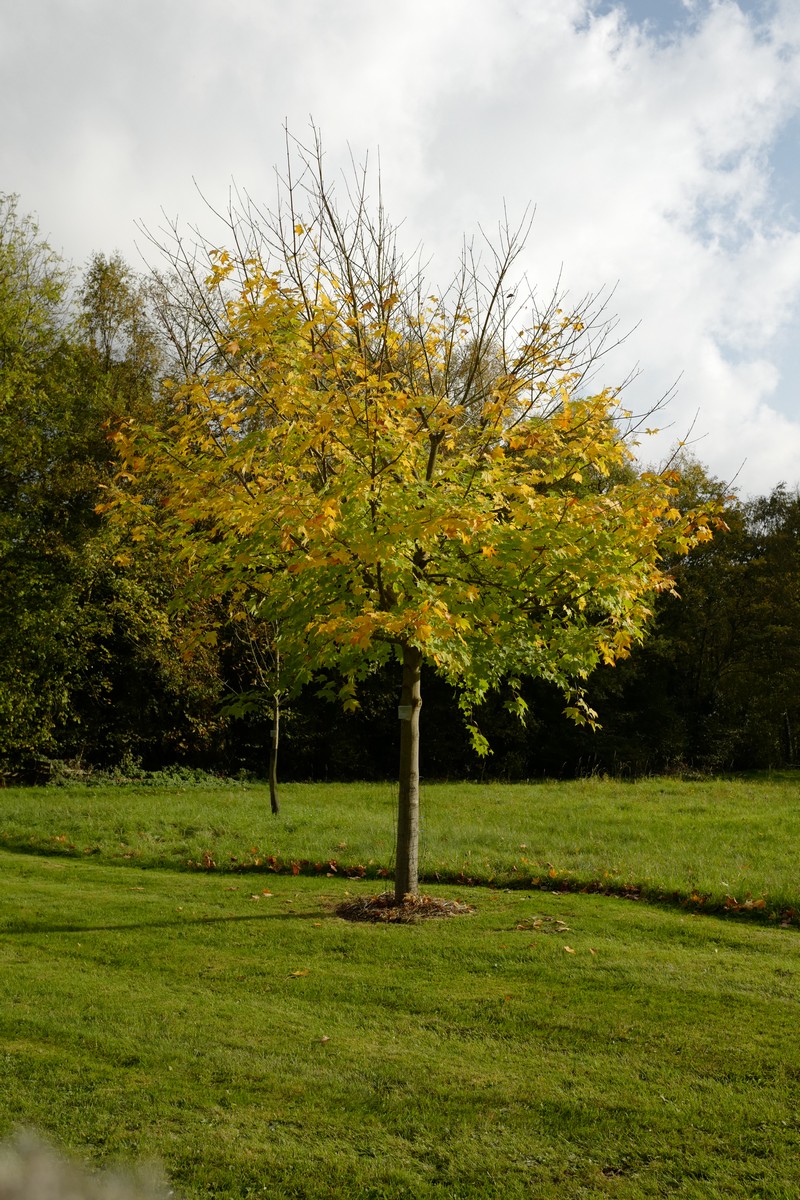 Acer cappadocicum 'Aureum'