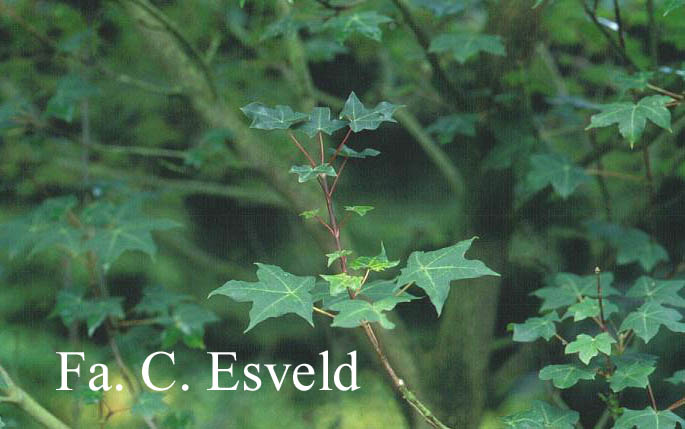 Acer cappadocicum ssp. divergens