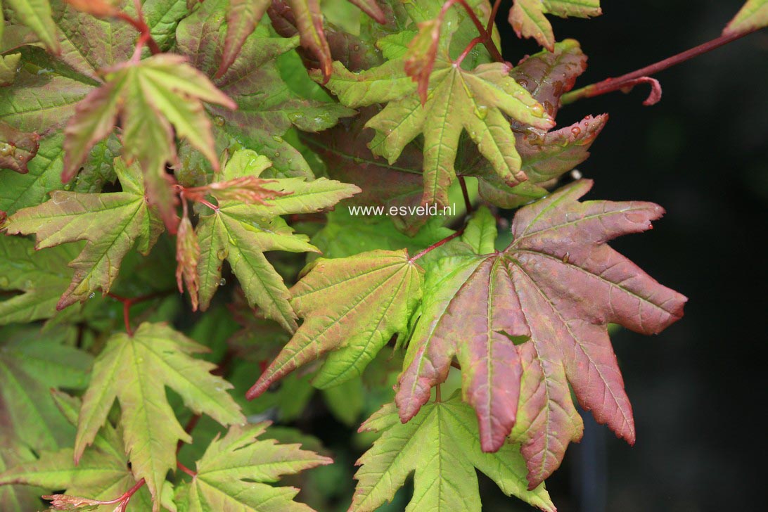 Acer circinatum 'Burgundy Jewel'