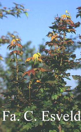 Acer circinatum 'Glen-Del'