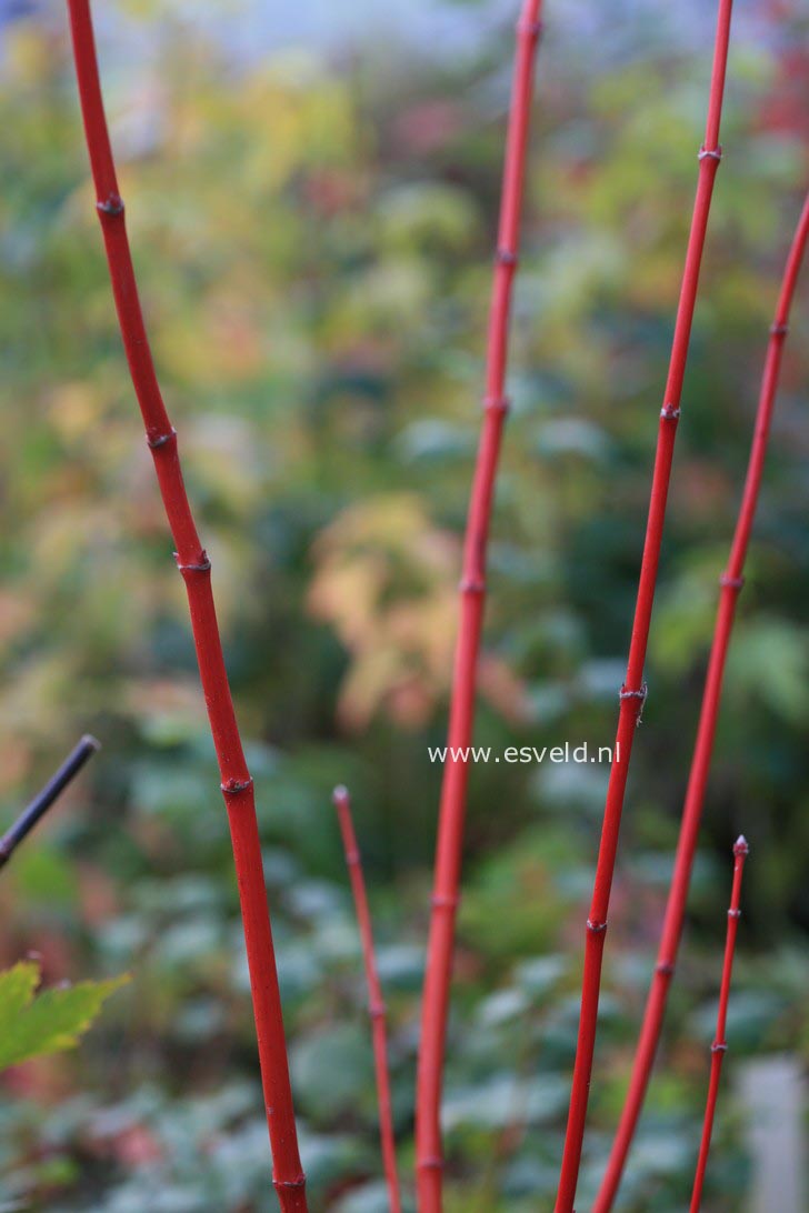 Acer circinatum 'Pacific Fire'