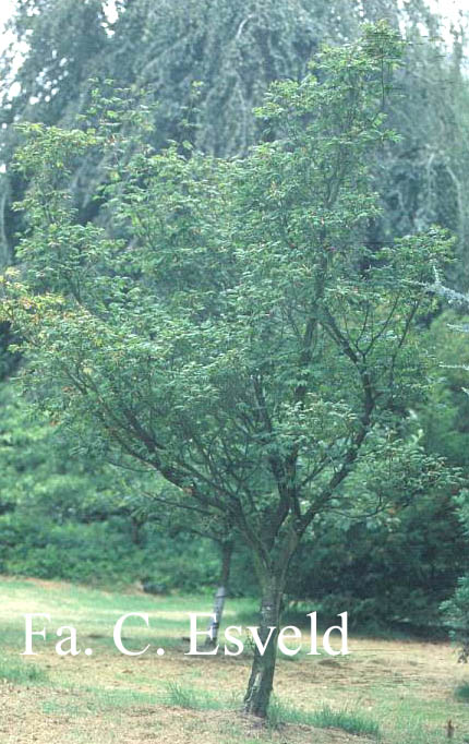 Acer circinatum 'Victoria'
