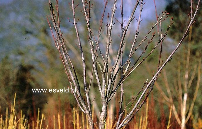Acer conspicuum 'Candy Stripe'