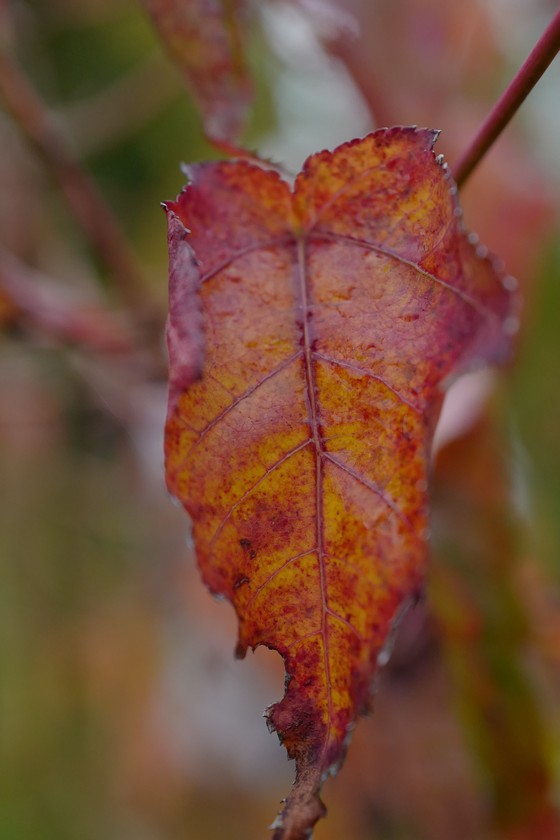 Acer crataegifolium