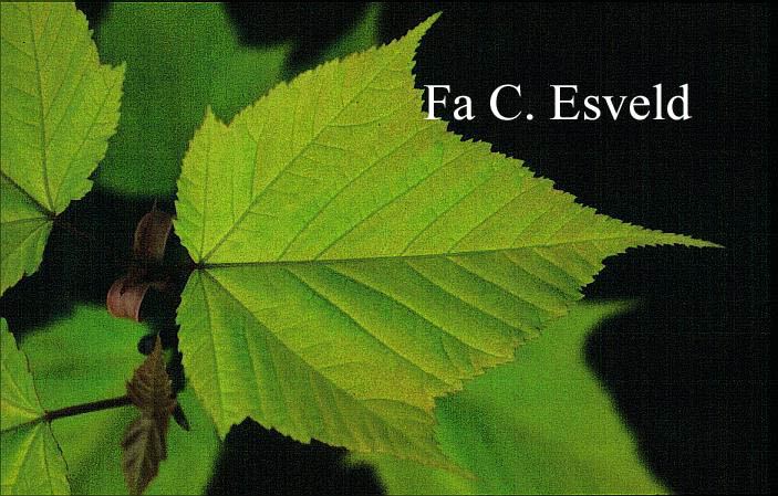 Acer davidii 'Golden Increase'
