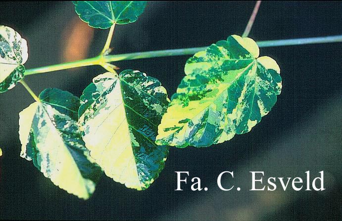 Acer davidii 'Hansu-suru'