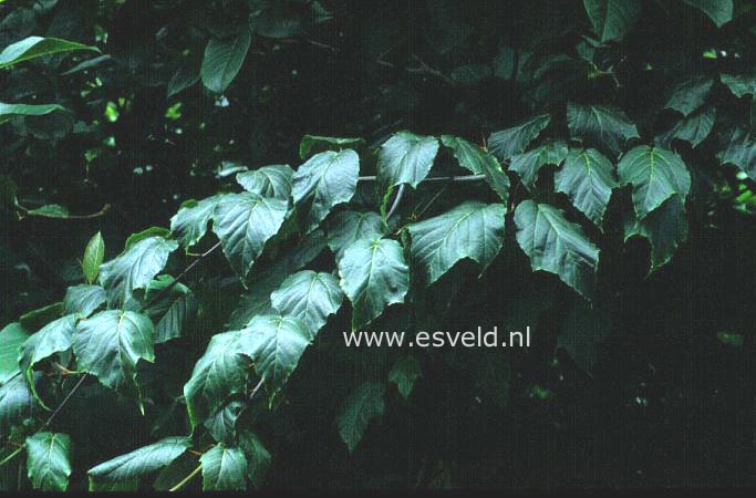 Acer davidii 'Horizontale'