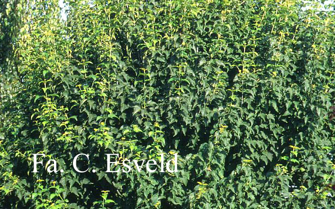 Acer davidii 'Purple Bark'